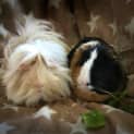 Photo of Harvey And Specter