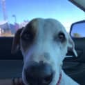 Photo of Dotti