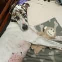 Photo of Nova 
