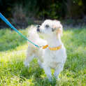 Photo of Ellie & Max ~ Maltese X Pair (On Trial 13/11/18)