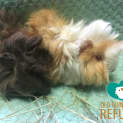 Photo of Jaffa And Sherbet (Indoor Home Only)