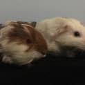 Photo of Jellybean And Popcorn (Indoor Home Only)