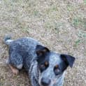 Photo of Bear