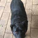 Photo of Poppie