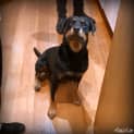 Photo of Sadie ** A Pure Breed Rottweiler **