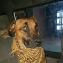 Photo of Baxter *Loyalty At Its Best*