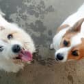 Photo of Daisy And Rusty