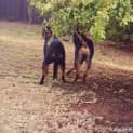 Photo of Rocky **A Well Mannered Boy **