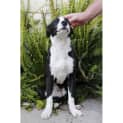Photo of Peta ~ Border Collie X (On Trial 28/9/18)