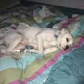 Photo of Winter Rose ~ Bulldog Puppy (On Trial 14/10/18)