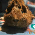 Photo of Ramone (Desexed Male)