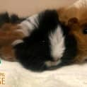Photo of Toffee And Coconut