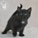 Photo of Zelda