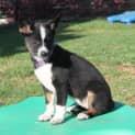 Photo of Diamond 