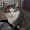 Photo of Yaron **2nd Chance Cat Rescue**