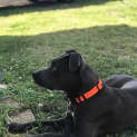 Photo of Trixie ๐