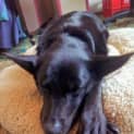 Photo of Sweet Marly. 7yo Lab/Kelpie. Gentle & Sweet!
