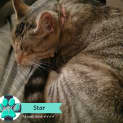 Photo of Star