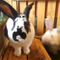 Photo of Bunnikins(male Desexed) And Navah(white Female)