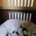 Photo of Lily