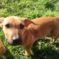 Photo of Dora