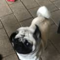 Photo of Pixie 