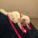 Photo of Snowy
