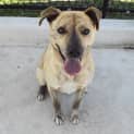 Photo of Simba 30871 Campbelltown Acf
