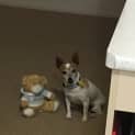 Photo of Toby 