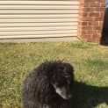 Photo of Coco