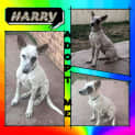 Photo of Harry