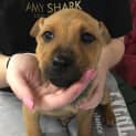 Photo of Mikey ** One Of Two Puppies **