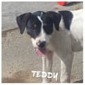 Photo of Teddy