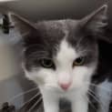 Photo of Scruffles