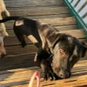 Photo of Chance ~ Labrador X (On Trial 8/12/18)