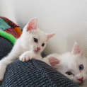 Photo of Bonnie And Venus