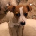 Photo of Jack Or Russell 