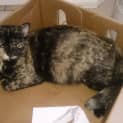 Photo of Lunar