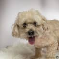 Photo of Fudge ~ Maltese X Poodle (On Trial 8/11/18)