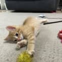 Photo of Crunchie