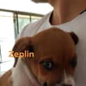 Photo of Zeplin