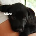 Photo of Alice