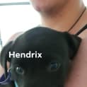 Photo of Hendrix