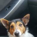 Photo of Percy ๐