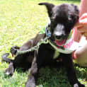Photo of Pippa