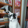 Photo of Pebbles