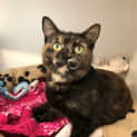 Photo of Juno