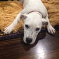 Photo of Spotty Dotty   Old Listing
