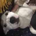 Photo of Spotty Dotty   Old Listing