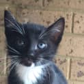 Photo of Magpie The Twinkling Tuxedo Kitten!